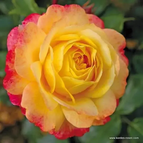 Die Rose der Hoffnung
